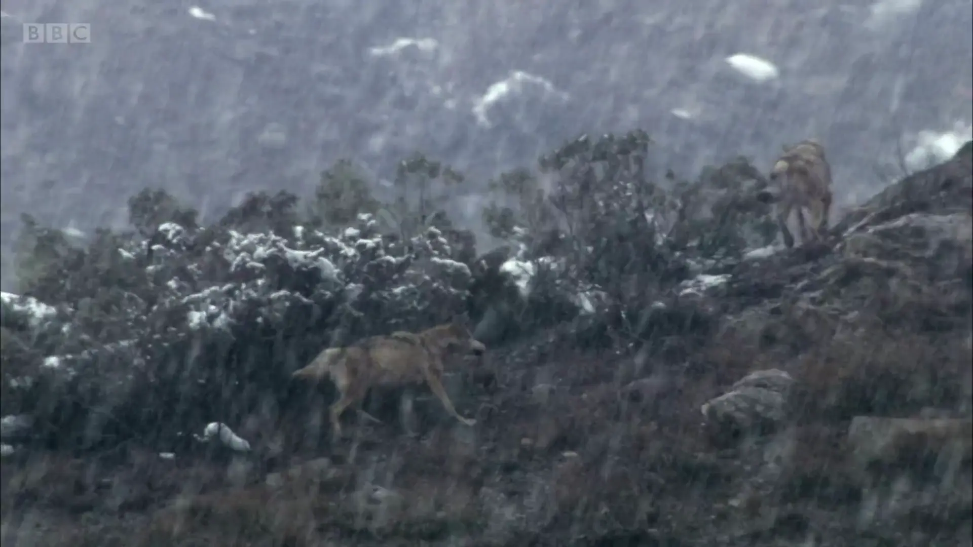 Himalayan wolf (Canis lupus chanco) as shown in Planet Earth - Mountains